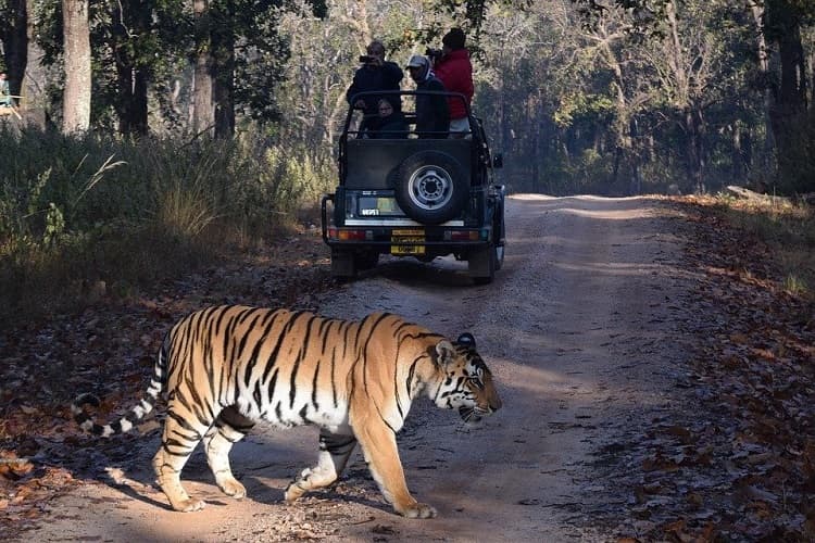 Tiger Crossing in Bandhavgarh